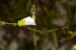 Greenland stitchwort